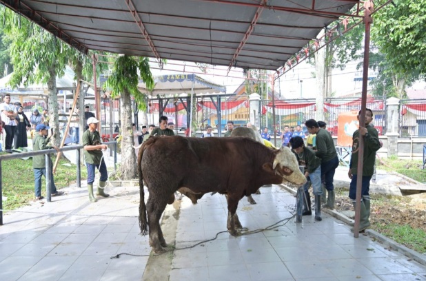 187 Ekor Sapi Hewan Kurban Pemkot Jambi Disebar Bagi Masyarakat Membutuhkan